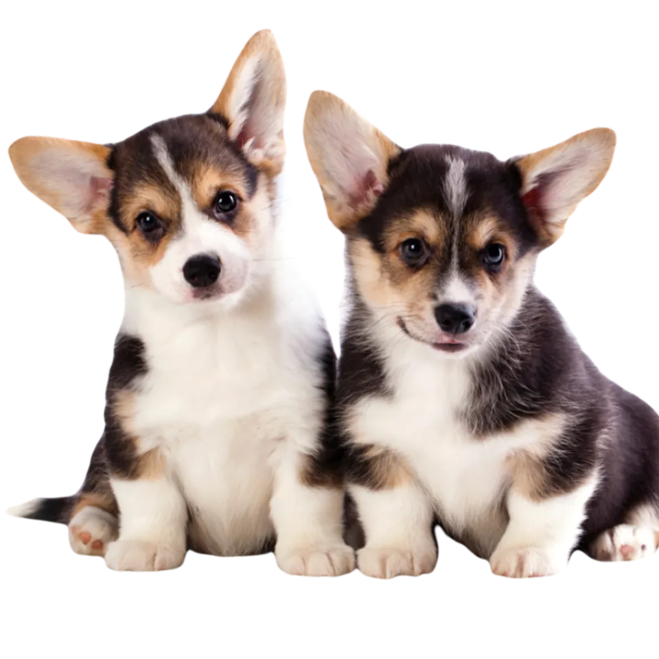 Two Corgi Puppies