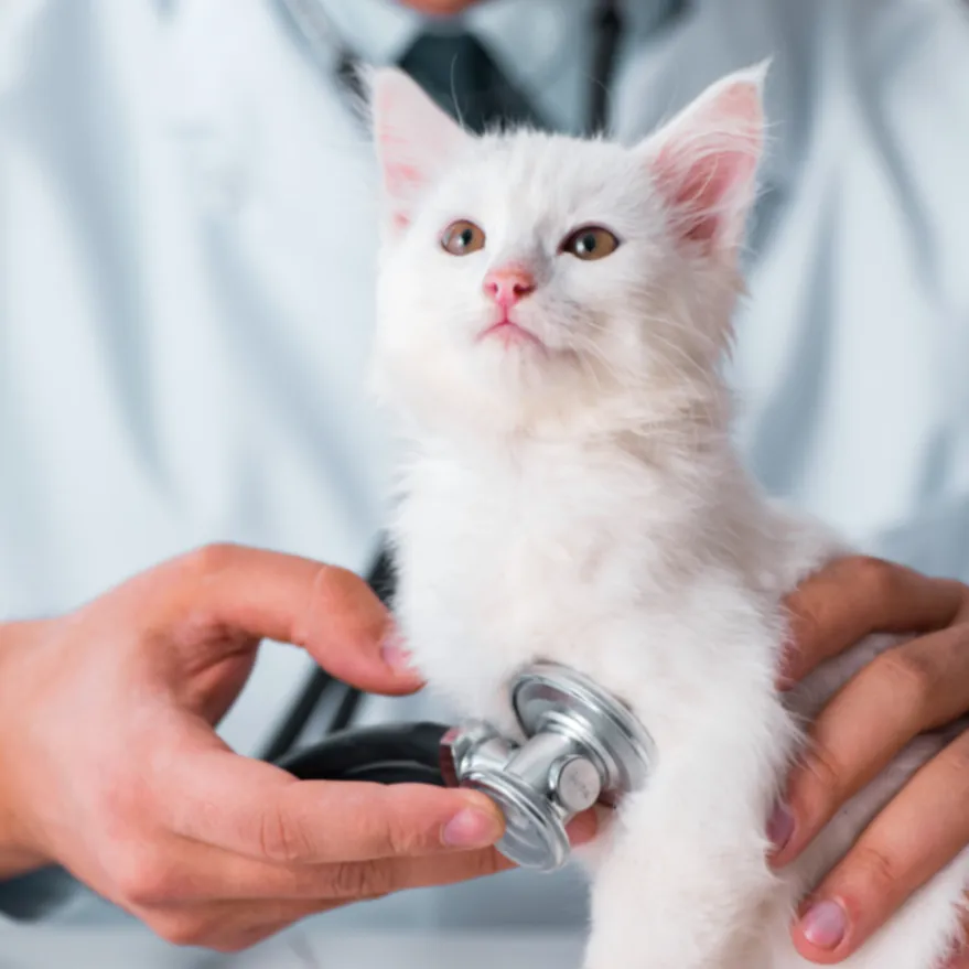 Feline Specialist