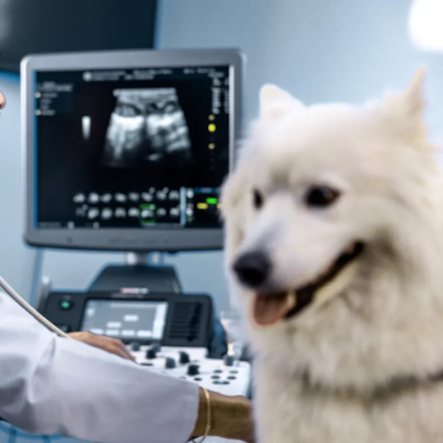 Ultrasound/ AFAST