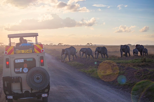 Safari vehicle traversing golden plains with herd of elephants and zebras nearby.
