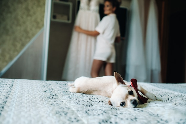 Pet dog comfortably staying in hotel suite.