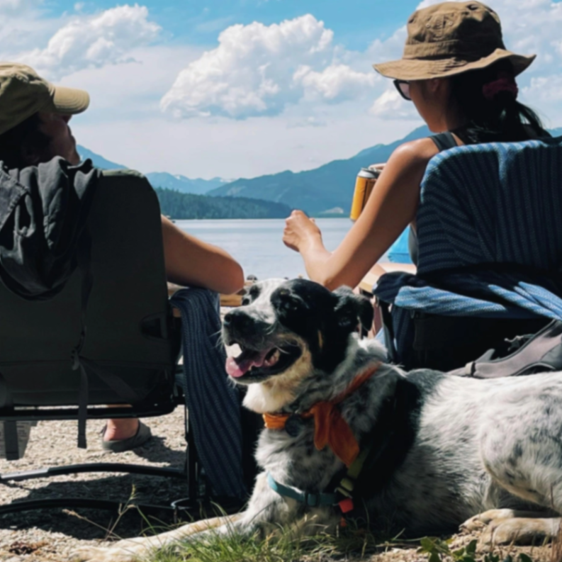 Pet National and International Travel Certificate