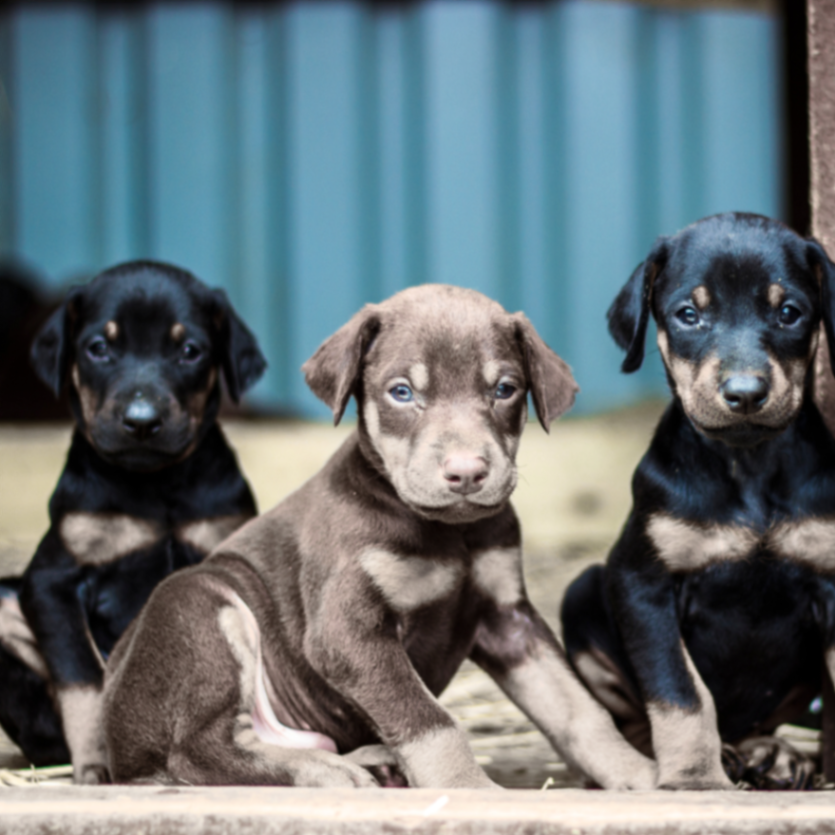 Puppy Core Vaccinations