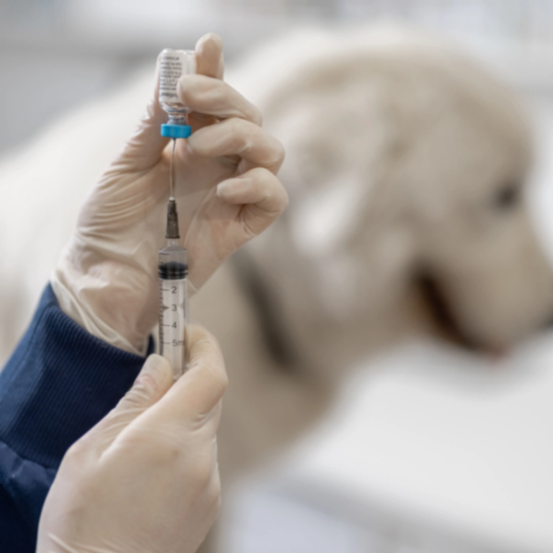 Annual & Booster Vaccines